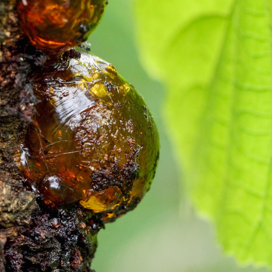 The global science of Royal Botany